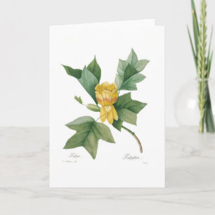 Tulip tree card