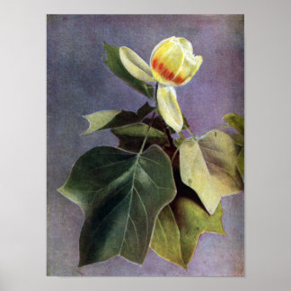 Tulip Tree Flower Poster