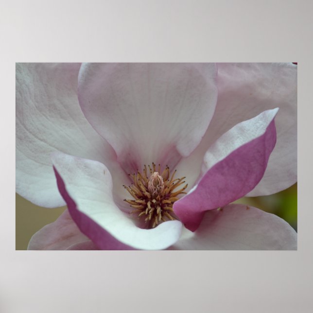 Tulip Tree Flower Poster (Front)