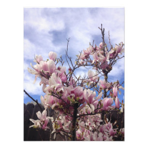 Tulip Tree Flowers. Magnolia soulangeana Photo Print