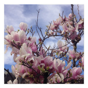 Tulip Tree Flowers Poster