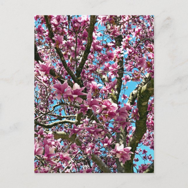 Tulip Tree Postcard (Front)