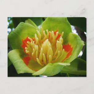 Tulip tree postcard (Liriodendron Tulipifera)