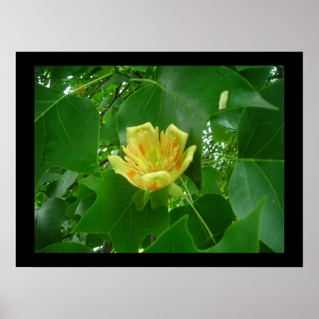 Tulip Tree Poster (Front)