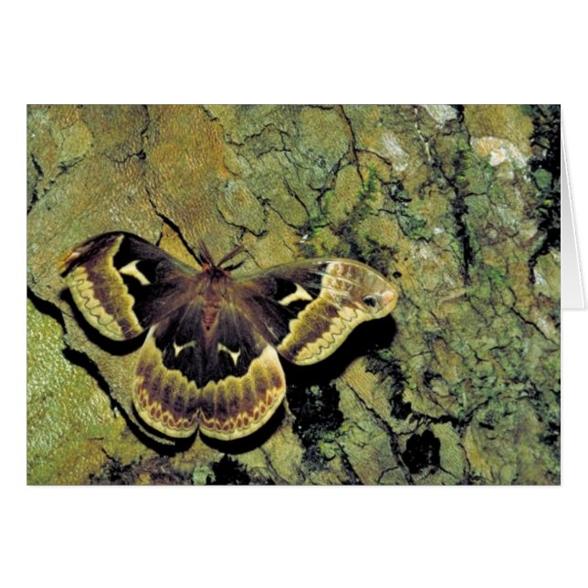 Tulip-tree silk moth (Front Horizontal)