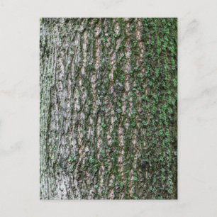 Tulip tree trunk postcard