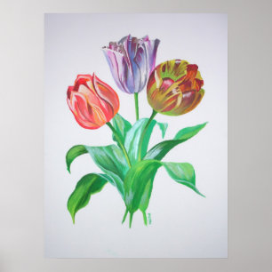Tulip Trio Colourful Artistic Flowers Poster
