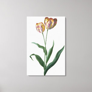 Tulip Tulip Canvas Print