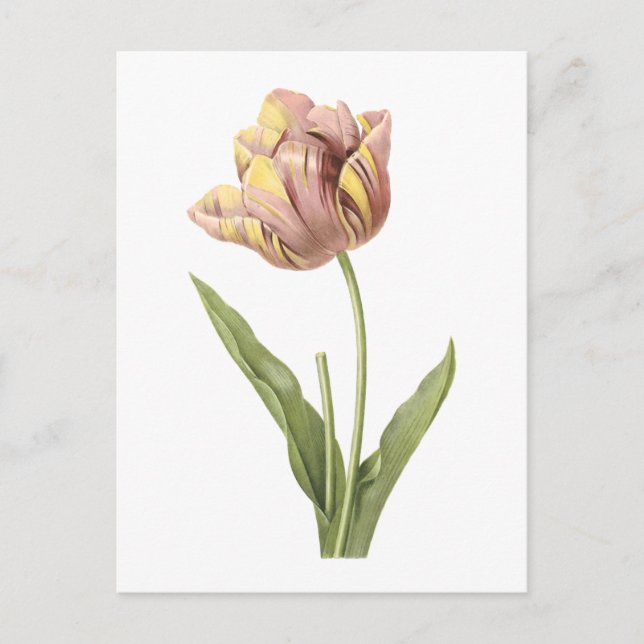 tulip(Tulipa culta) by Redouté Postcard (Front)