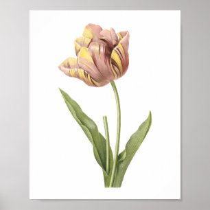 tulip(Tulipa culta) by Redouté Poster