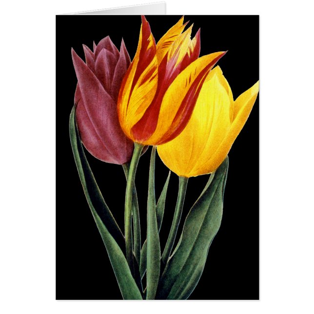 Tulip (Tulipa Gesneriana) (Front)