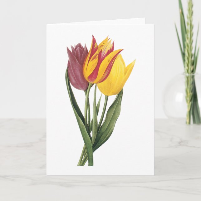 tulip(Tulipa gesneriana) by Redouté Card (Front)