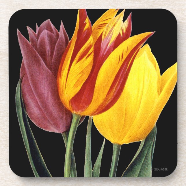 Tulip (Tulipa Gesneriana) Coaster (Front)