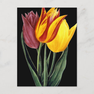 Tulip (Tulipa Gesneriana) Postcard