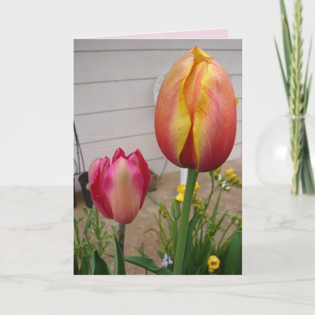 Tulip Tulips Red Pink Flower Floral Birthday Card (Front)