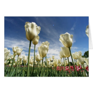 Tulip View