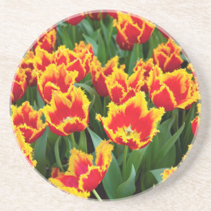 Tulipa Fabio, Keukenhof, Netherlands Coaster