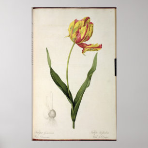 Tulipa gesneriana dracontia, from 'Les Poster