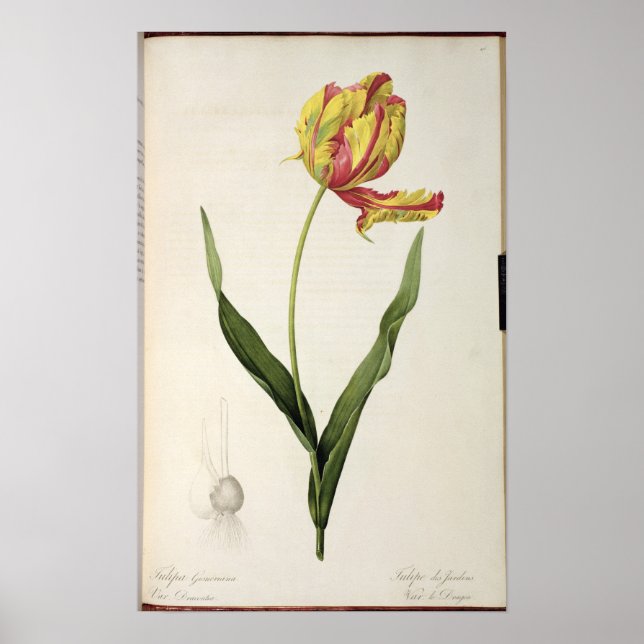 Tulipa gesneriana dracontia, from 'Les Poster (Front)
