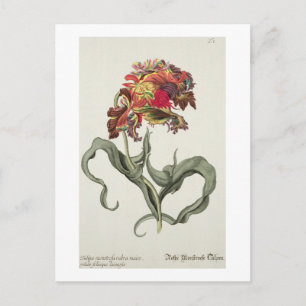 Tulipa Monstrosa Rubra Maior from 'Phythanthoza Ic Postcard