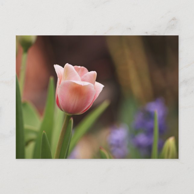 Tulipa Postcard (Front)