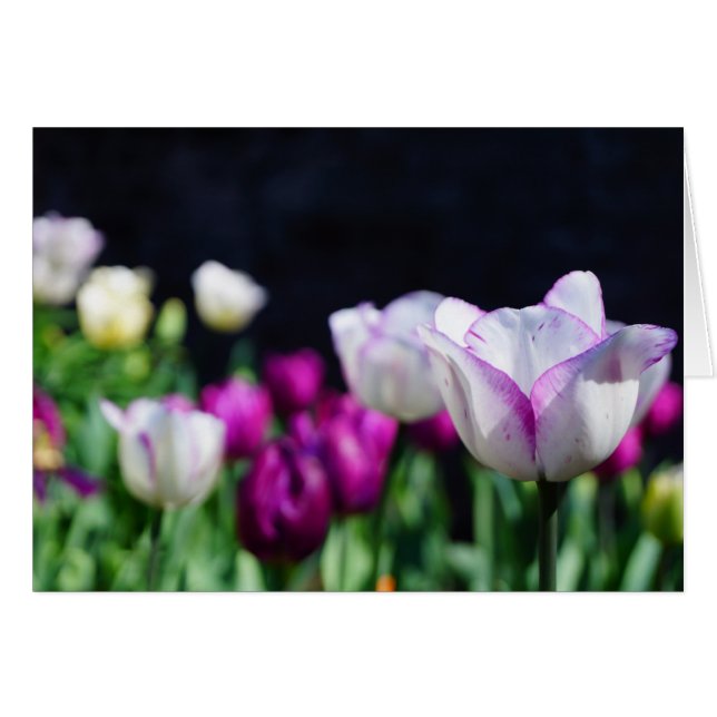 Tulips! (Front Horizontal)