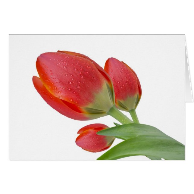 Tulips (Front Horizontal)