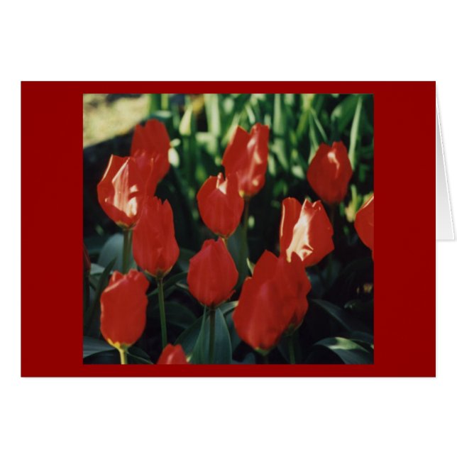 Tulips (Front Horizontal)