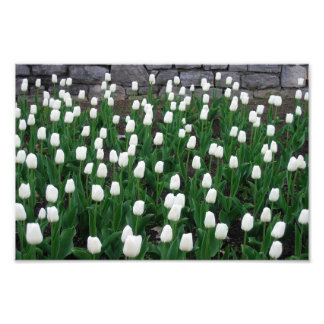 Tulips 10 Print