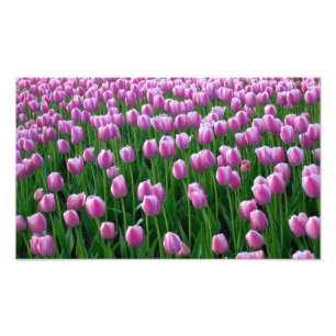 Tulips 14 Print