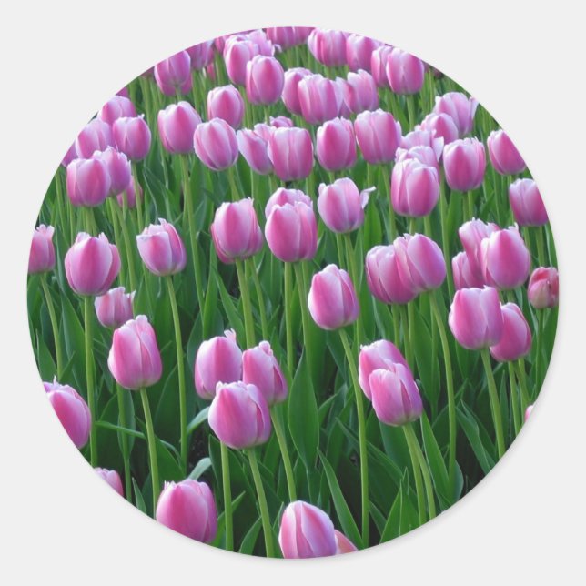 Tulips 14 Sticker (Front)