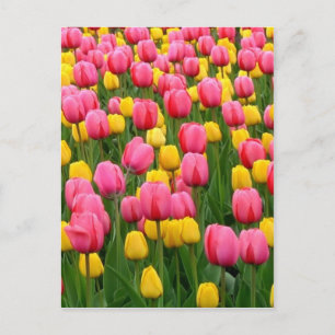 Tulips 1 Postcard