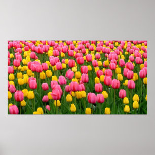 Tulips 1 Poster