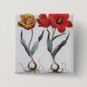 Tulips: 1.Tulipa globosa serotina cinnabrio colore 15 Cm Square Badge