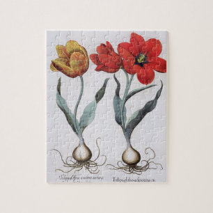 Tulips: 1.Tulipa globosa serotina cinnabrio colore Jigsaw Puzzle