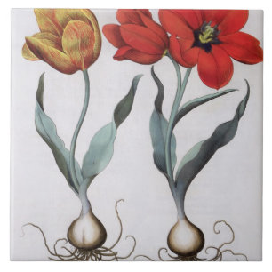 Tulips: 1.Tulipa globosa serotina cinnabrio colore Tile