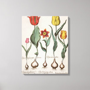 Tulips: 1.Tulipa lutea maculis rubens; 2.Tulipa au Canvas Print