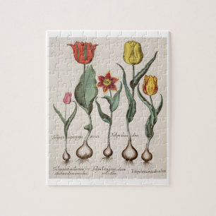 Tulips: 1.Tulipa lutea maculis rubens; 2.Tulipa au Jigsaw Puzzle