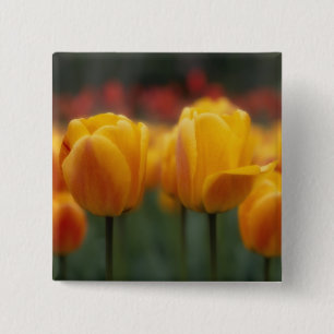Tulips 2 15 cm square badge