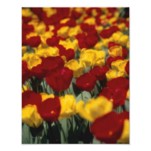 Tulips 2 photo print