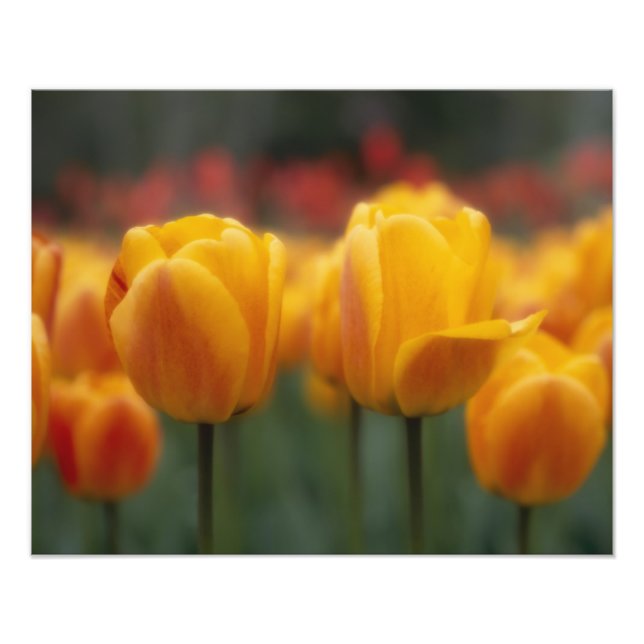 Tulips 2 photo print (Front)
