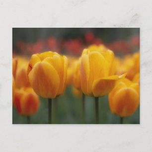 Tulips 2 postcard
