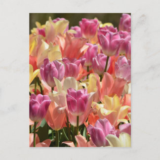 Tulips #2 postcard