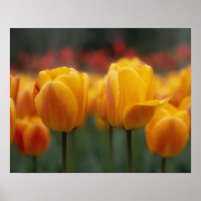 Tulips 2 poster (Front)
