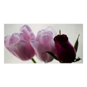 Tulips 3258 poster
