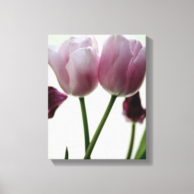 Tulips 3259 canvas print (Front)