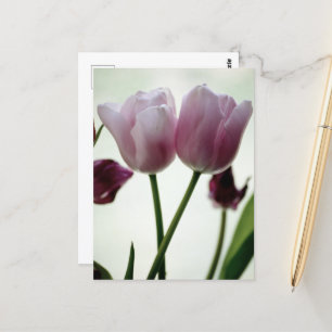 Tulips 3259 postcard