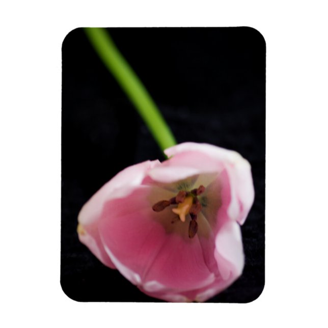 Tulips 3272 magnet (Vertical)