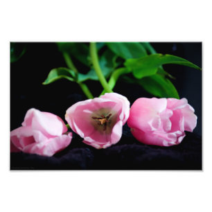 Tulips 3273 photo print
