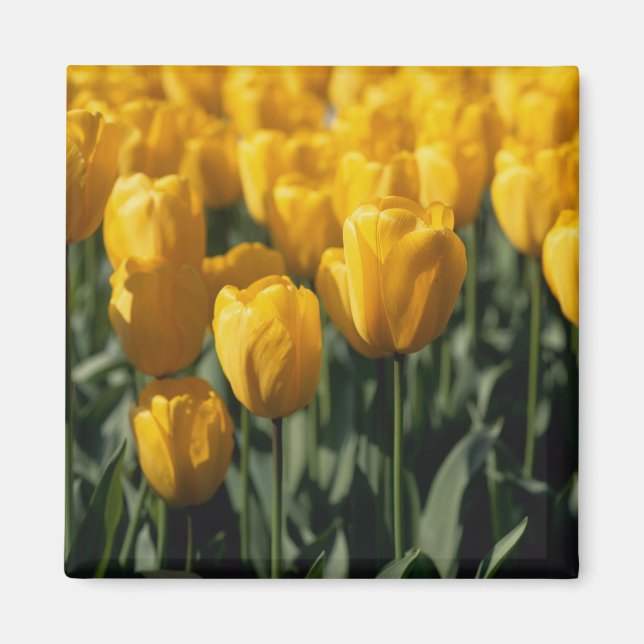 Tulips 3 magnet (Front)